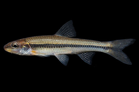 Rosyface Chub-Savannah River Drainage, Georgia  Hybopsis rubrifrons,Rosyface chub