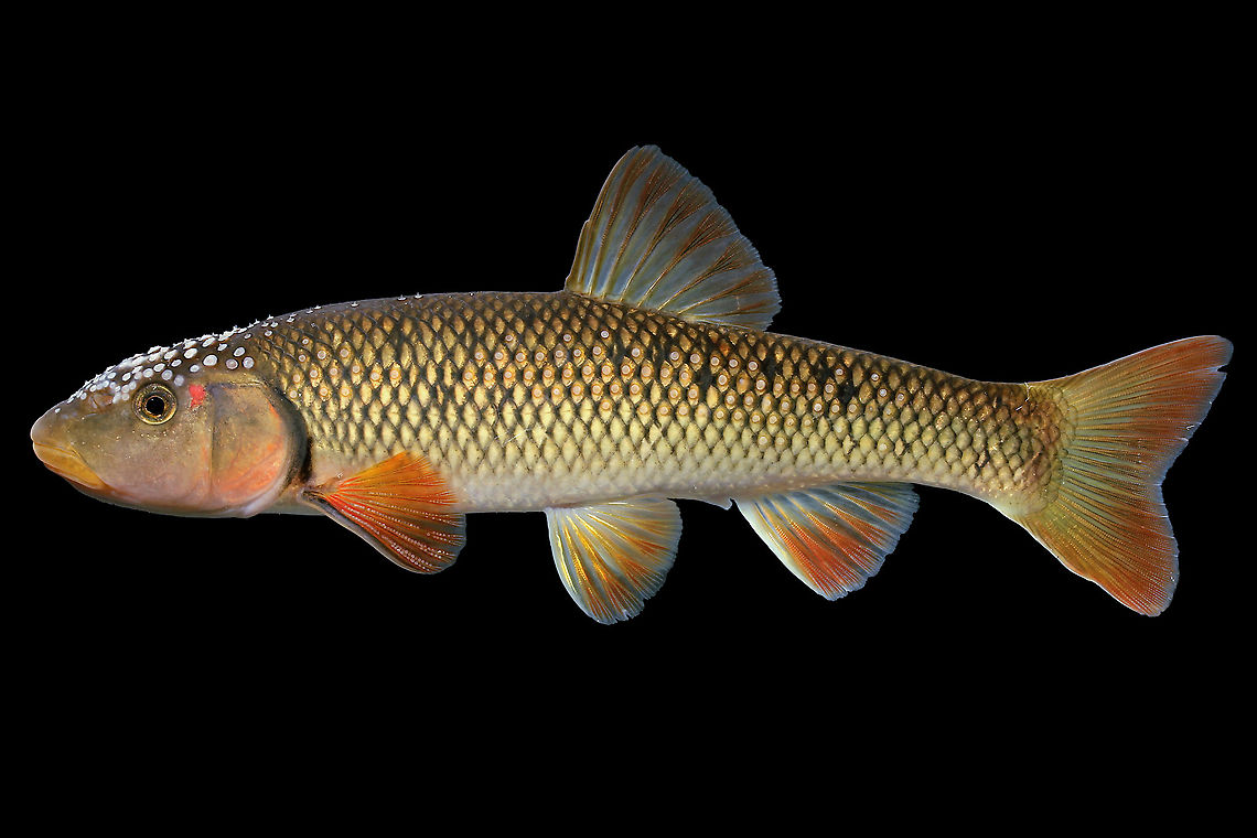 Redtail Chub(Nocomis effusus)-Green River Drainage, KY  Nocomis effusus,Redtail chub