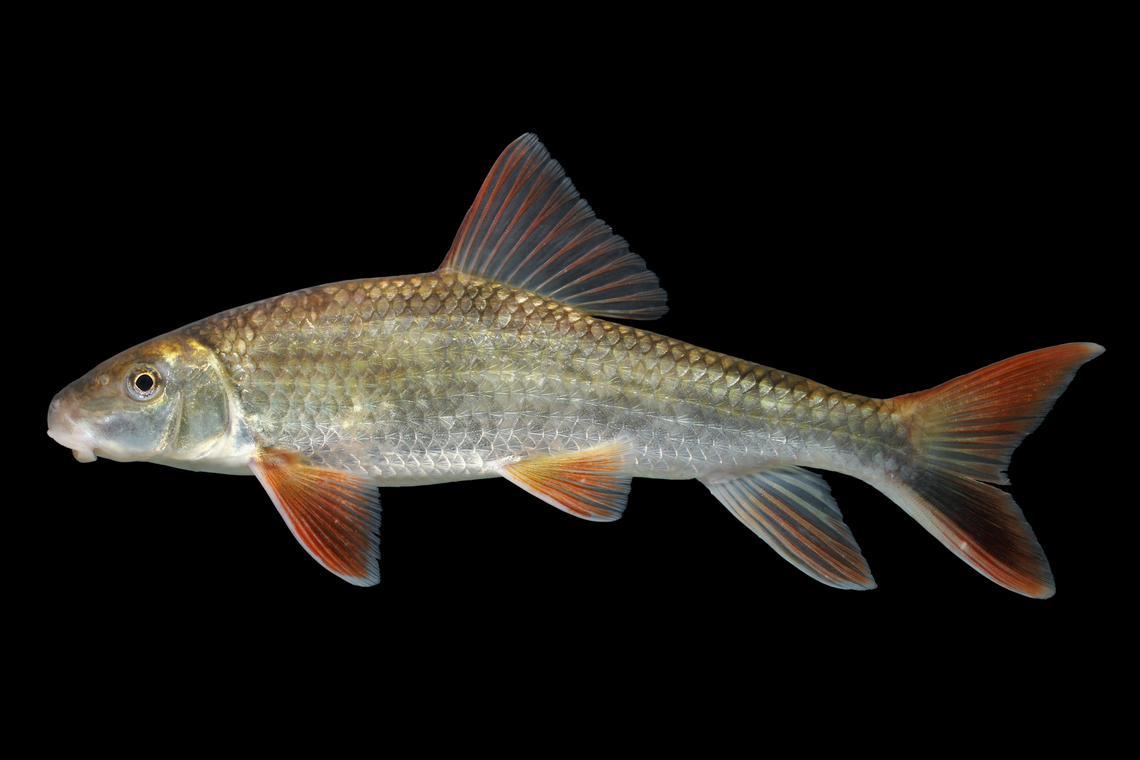 Blacktail Redhorse-Tombigbee River Drainage, AL  Blacktail redhorse,Moxostoma poecilurum