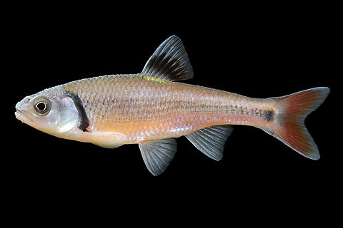 Bandfin Shiner-Upper Etowah Drainage, GA  Bandfin shiner,Geotagged,Luxilus zonistius,Spring,United States