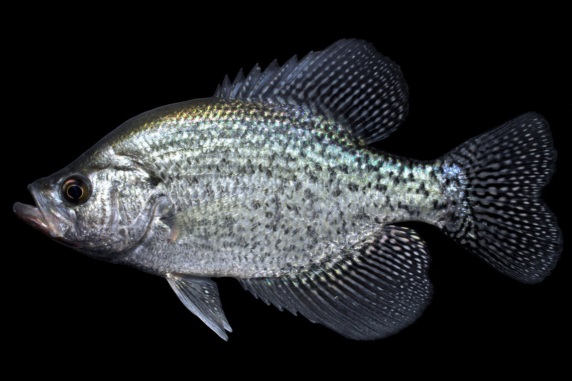 Black Crappie-Tombigbee River Drainage, AL  Black crappie,Geotagged,Pomoxis nigromaculatus,United States,Winter
