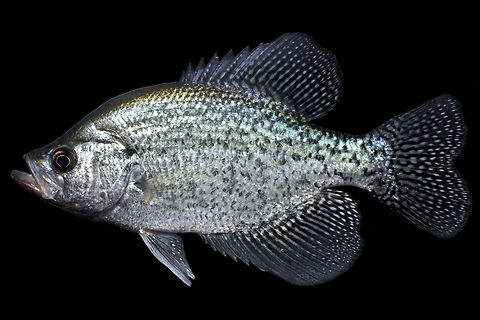 Black Crappie-Tombigbee River Drainage, AL  Black crappie,Geotagged,Pomoxis nigromaculatus,United States,Winter