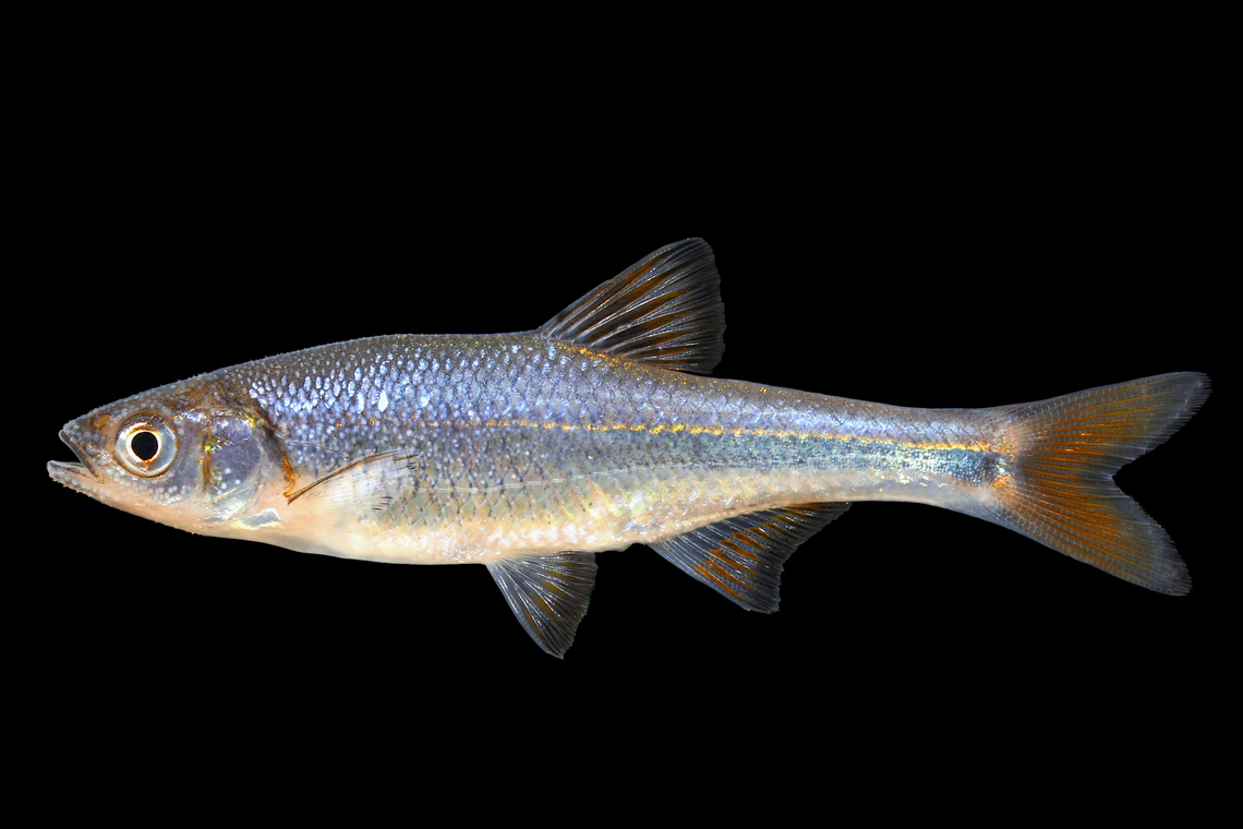 Pretty Shiner-Tombigbee River Drainage, Alabama  Geotagged,Lythrurus bellus,Pretty shiner,Spring,United States