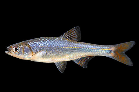 Pretty Shiner-Tombigbee River Drainage, Alabama  Geotagged,Lythrurus bellus,Pretty shiner,Spring,United States