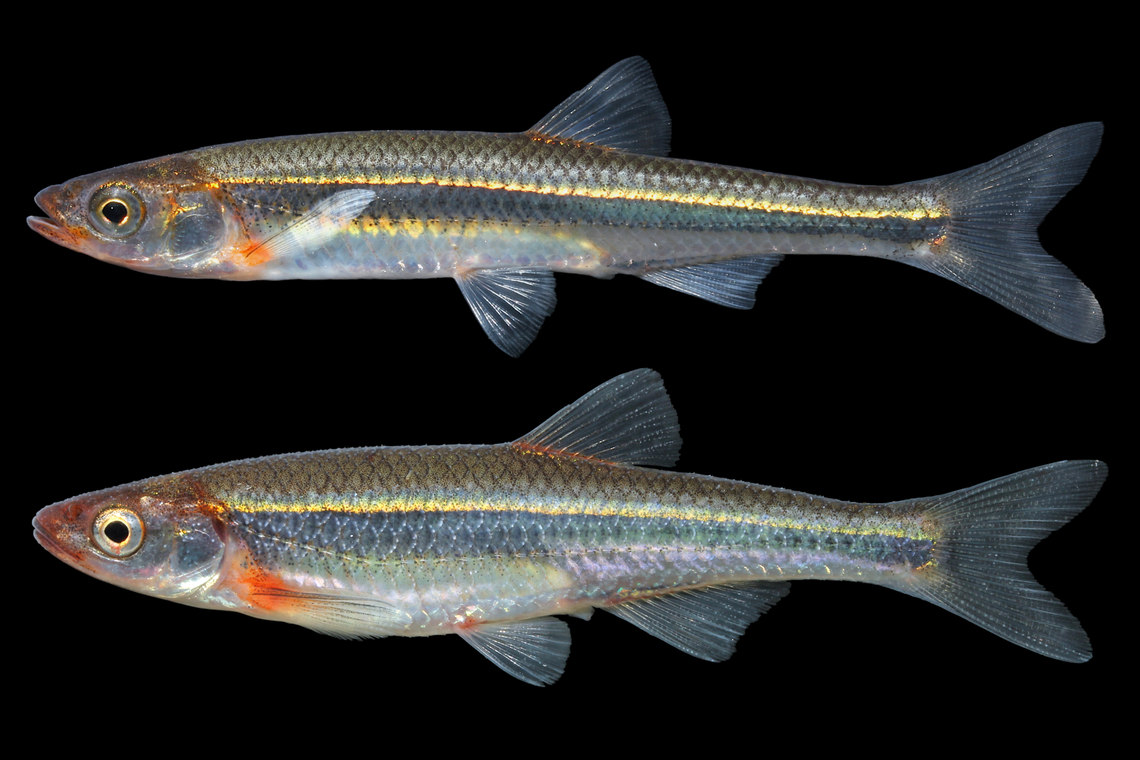 Rosyface Shiner, two separate locations Top is Notropis cf. rubellus "Kanawha Rosyface Shiner", from the Kanawha River drainage, North Carolina. Bottom is Notropis rubellus from the Kokosing River in Ohio. <br />
<br />
**many regard the Kanawha River watershed Rosyface Shiners to be an undescribed form Notropis rubellus,Rosyface shiner
