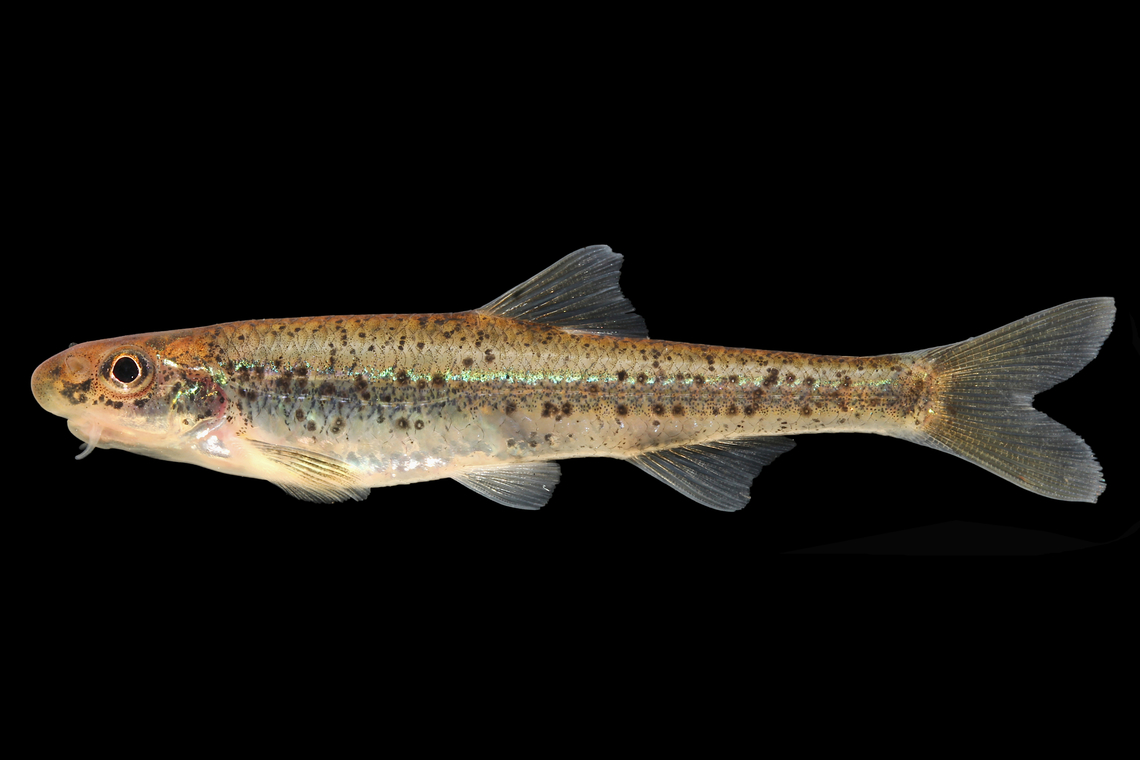 Coosa Chub, Macrhybopsis etnieri, Conosauga River Drainage, Tennessee  Coosa chub,Geotagged,Macrhybopsis etnieri,Spring,United States