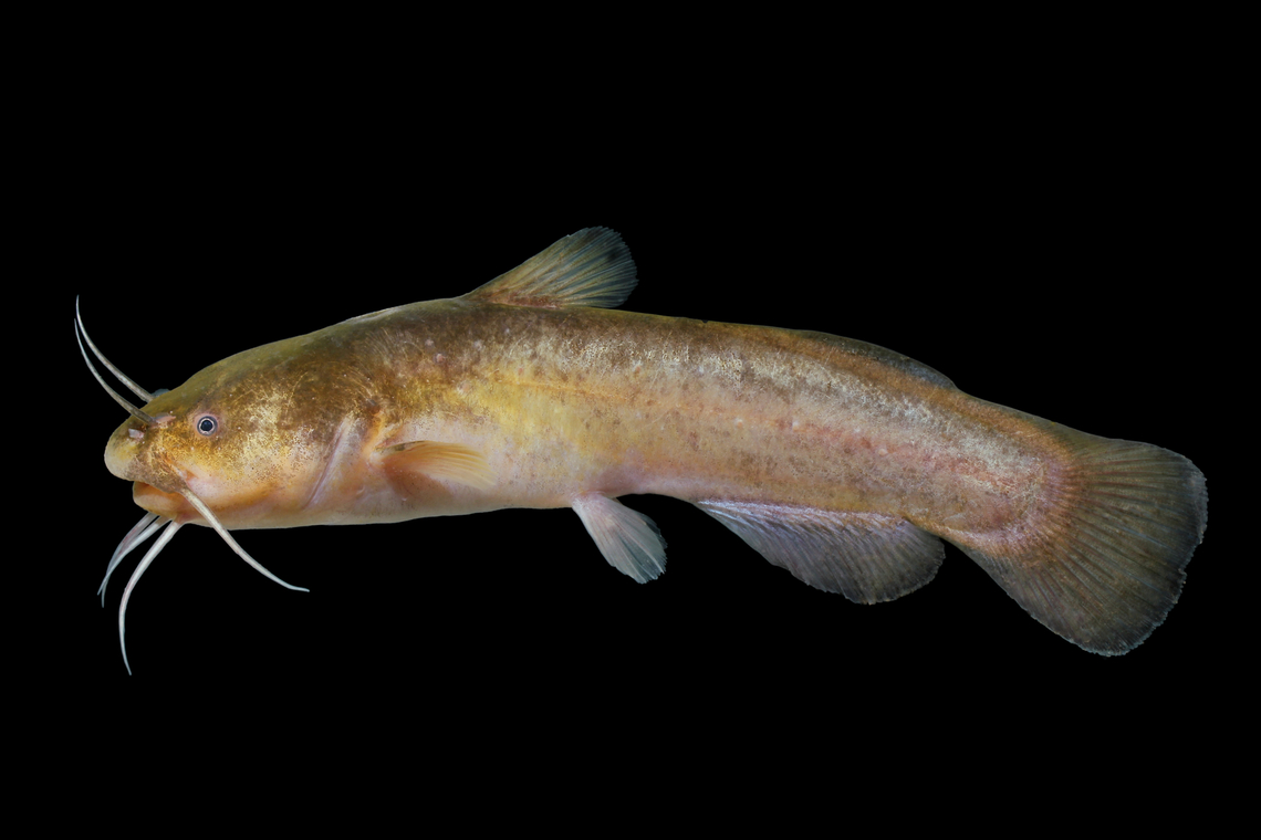 Freckled Madtom-Middle Tombigbee Basin, Alabama  Freckled madtom,Geotagged,Noturus nocturnus,Spring,United States