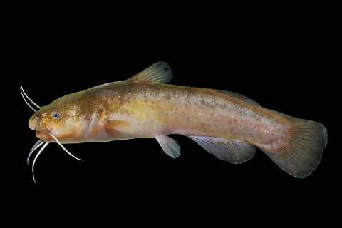 Freckled Madtom-Middle Tombigbee Basin, Alabama  Freckled madtom,Geotagged,Noturus nocturnus,Spring,United States