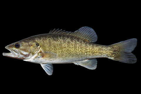 Shoal Bass-Chattahoochee River Drainage, Georgia  Fall,Geotagged,Micropterus cataractae,Shoal Bass,United States