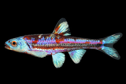 Rainbow Shiner-Alabama River form, Southwest Alabama Our research has resolved 5 distinct lineages within the Rainbow Shiner complex, with exhibiting three distinct phenotypes. This form is the southernmost form, where fish tend to have lower merisitc counts, more blue scales than other populations and more blue/chrome in the fins and head Geotagged,Notropis chrosomus,Rainbow shiner,Spring,United States