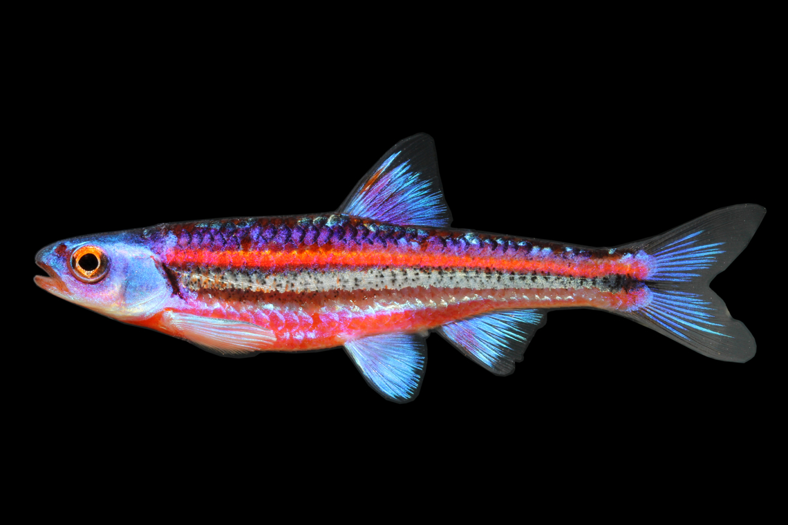 Rainbow Shiner-Cahaba River Form, Central Alabama  Geotagged,Notropis chrosomus,Rainbow shiner,Spring,United States