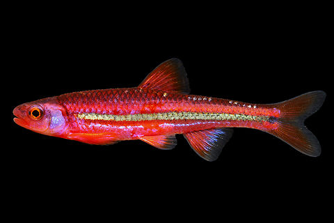 Rainbow Shiner-Upper Etowah form, Northern Georgia This form is the earliest evolving lineage in the Rainbow Shiner complex. While genetically divergent from other forms, phenotypically these fish are very similar to the other two forms found in the Coosa system. We are currently investigating meristic characters, to identify potential physical differences between these forms Geotagged,Notropis chrosomus,Rainbow shiner,Spring,United States