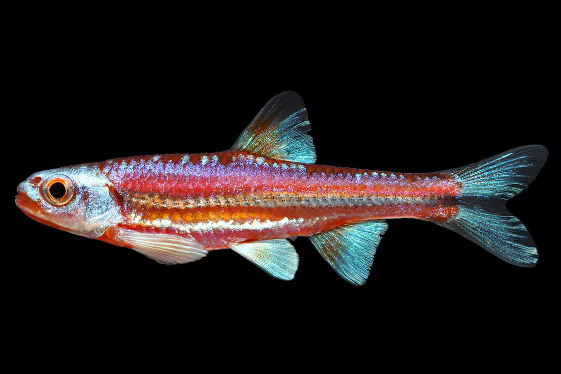 Rainbow Shiner-Aquarium Strain Hybrid Form, Ohio This aquacultured form of Rainbow Shiner is approximately 75% Alabama Rainbow, 35% Coosa rainbow. At some point in the past, various forms of Rainbow Shiner were exported to a number of European outlets, where they are now offered as a premium aquarium fish. This form was exported back to the US, where they are aquacultured by a number of collectors Geotagged,Notropis chrosomus,Rainbow shiner,Spring,United States