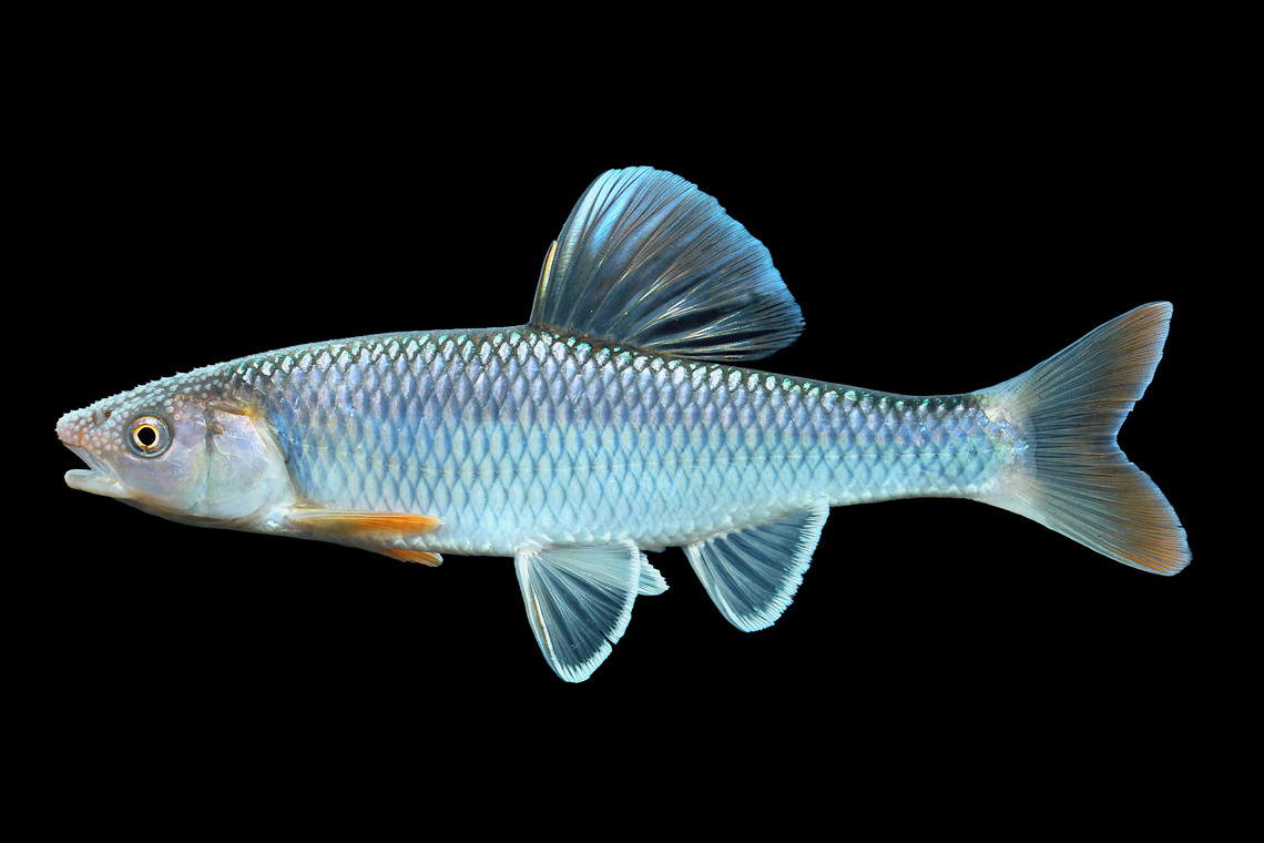 Whitetail Shiner-Emory River, North Carolina  Cyprinella galactura,Geotagged,Summer,United States,Whitetail shiner