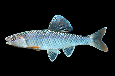 Whitetail Shiner-Emory River, North Carolina  Cyprinella galactura,Geotagged,Summer,United States,Whitetail shiner