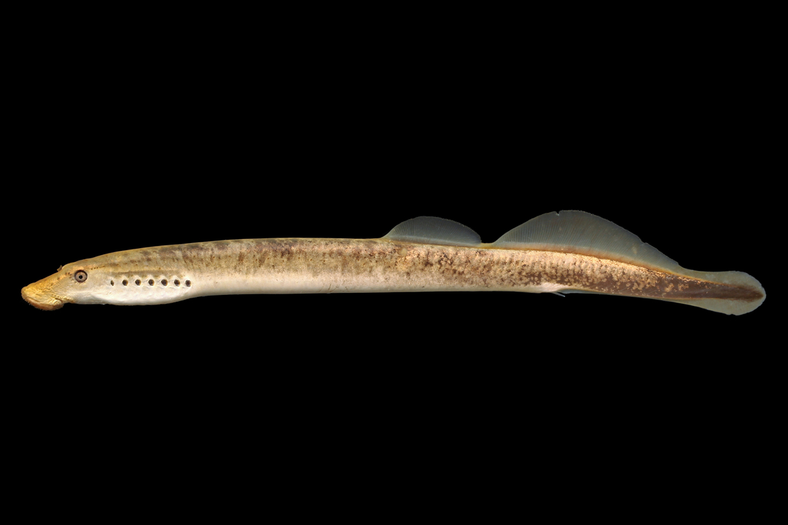 Least Brook Lamprey-Ohio River Drainage, Ohio  Lampetra aepyptera,Least brook lamprey