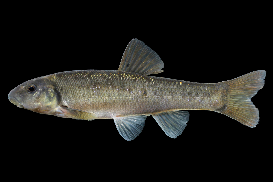 Cutlips Minnow-New River Drainage, Virginia  Cutlips minnow,Exoglossum maxillingua