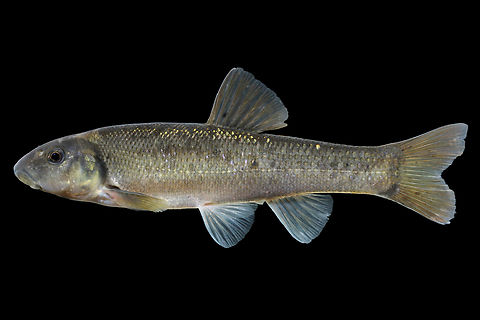 Cutlips Minnow-New River Drainage, Virginia  Cutlips minnow,Exoglossum maxillingua