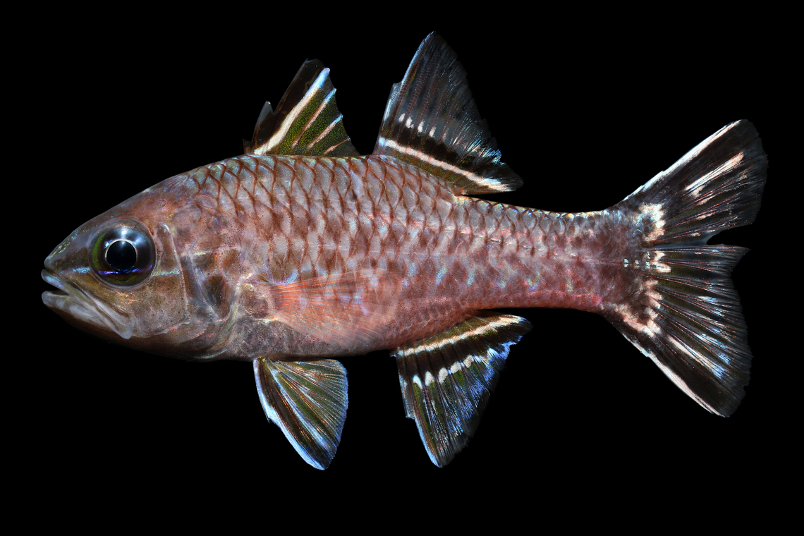 Bandfin Cardinalfish - Kailua-Kona, Hawaii  Bandfin Cardinalfish,Geotagged,Pristiapogon taeniopterus,United States,Winter