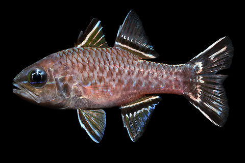 Bandfin Cardinalfish - Kailua-Kona, Hawaii  Bandfin Cardinalfish,Geotagged,Pristiapogon taeniopterus,United States,Winter
