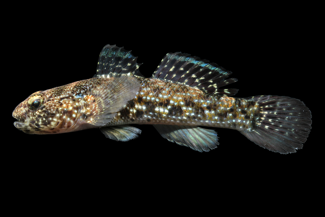 Whitespotted Frillgoby - Kailua-Kona, Hawaii  Bathygobius coalitus,Geotagged,United States,Whitespotted Frillgoby,Winter