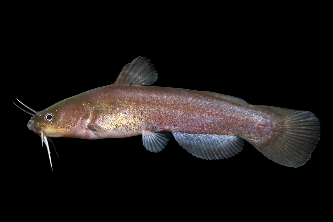 Brown Madtom - Upper Yazoo River Basin, MS These fish are part of a group of madtoms that are only readily distinguishable by subtle physical features. This species is differentiated from the congeneric Freckled Madtom by having 5-6 (usually 6) serrations on the rear edge of the pectoral spine, vs only 2 or 3 in the Freckled Madtom Brown Madtom,Noturus phaeus