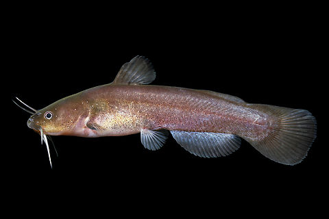 Brown Madtom - Upper Yazoo River Basin, MS These fish are part of a group of madtoms that are only readily distinguishable by subtle physical features. This species is differentiated from the congeneric Freckled Madtom by having 5-6 (usually 6) serrations on the rear edge of the pectoral spine, vs only 2 or 3 in the Freckled Madtom Brown Madtom,Noturus phaeus