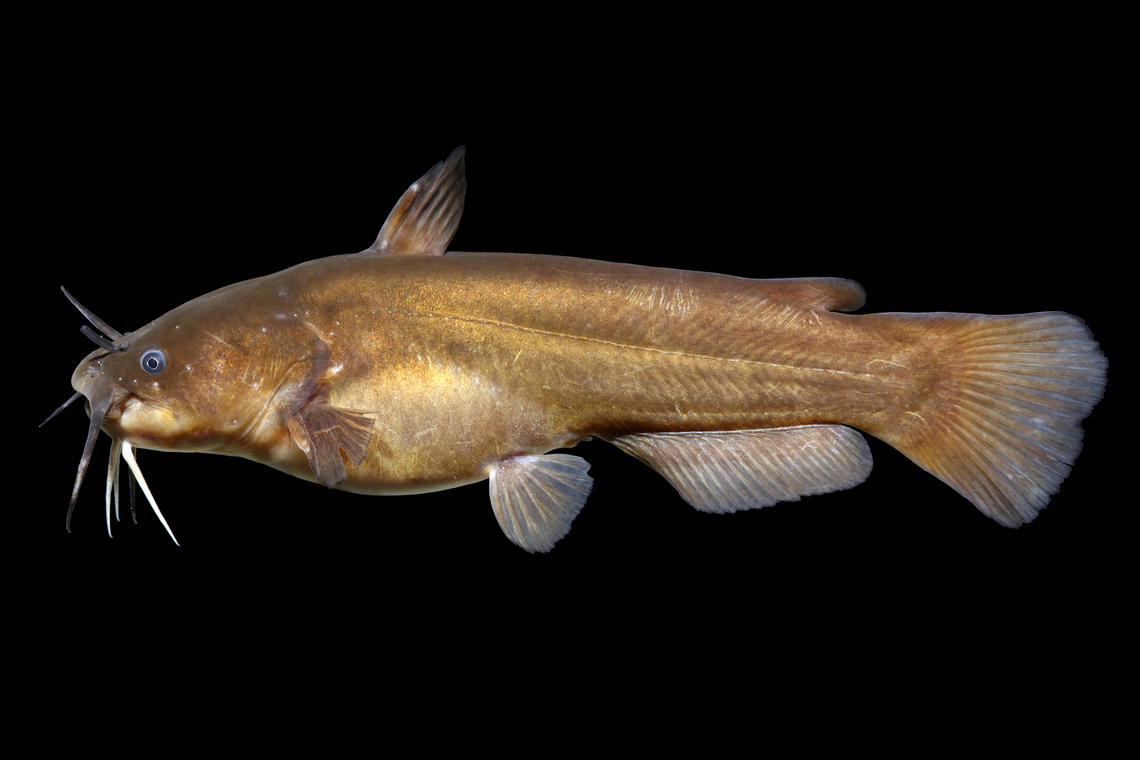 Yellow Bullhead-Lower Great Miami River Basin, Ohio  Ameiurus natalis,Geotagged,Spring,United States,Yellow bullhead