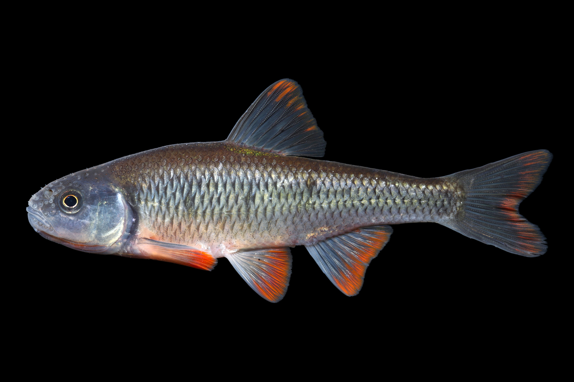 Common Shiner - Connecticut River Drainage, Connecticut  Common shiner,Geotagged,Luxilus cornutus,Spring,United States