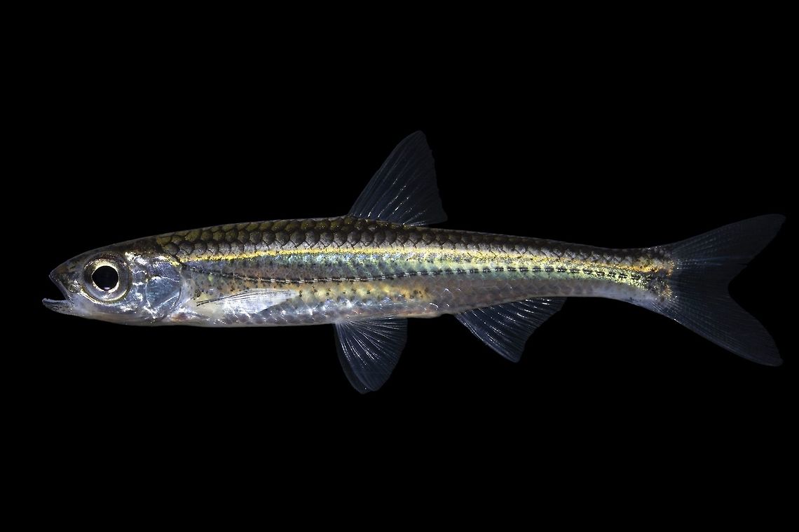 Telescope Shiner-Barren River System, Kentucky This fish was photographed and released during a survey in Southern Kentucky  Geotagged,Notropis telescopus,United States,Winter