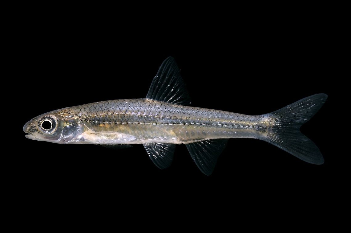 Sand Shiner-Great Miami River drainage, Ohio  Notropis straminius,Sand Shiner