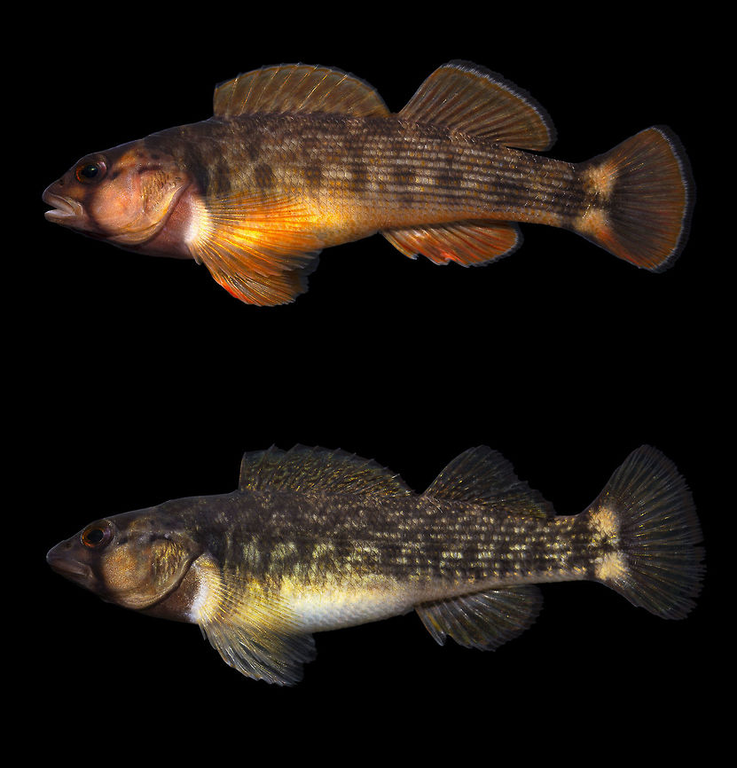 Orangefin Darter-Barren River System, Kentucky  Geotagged,Nothonotus bellus,Orangefin Darter,United States,Winter