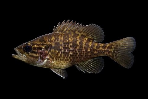 Warmouth Sunfish- Wackamaw River Drainage, South Carolina  Fall,Geotagged,United States,Warmouth,gulosus