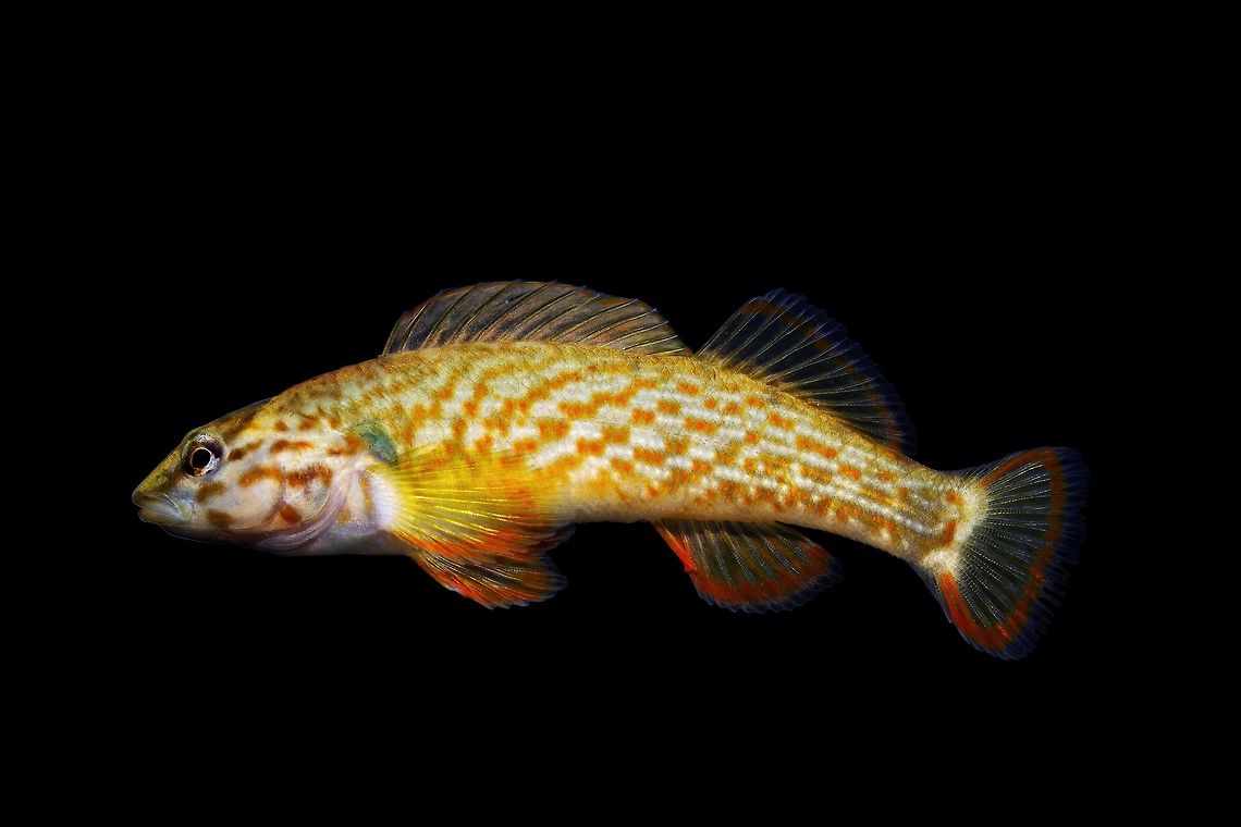 Redline Darter-Cumberland River Drainage, Kentucky  Etheostoma rufilineatum,Geotagged,Redline darter,United States,Winter