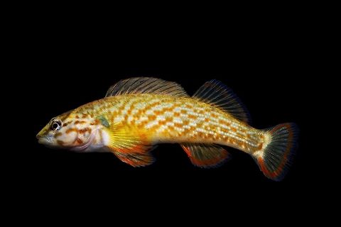Redline Darter-Cumberland River Drainage, Kentucky  Etheostoma rufilineatum,Geotagged,Redline darter,United States,Winter
