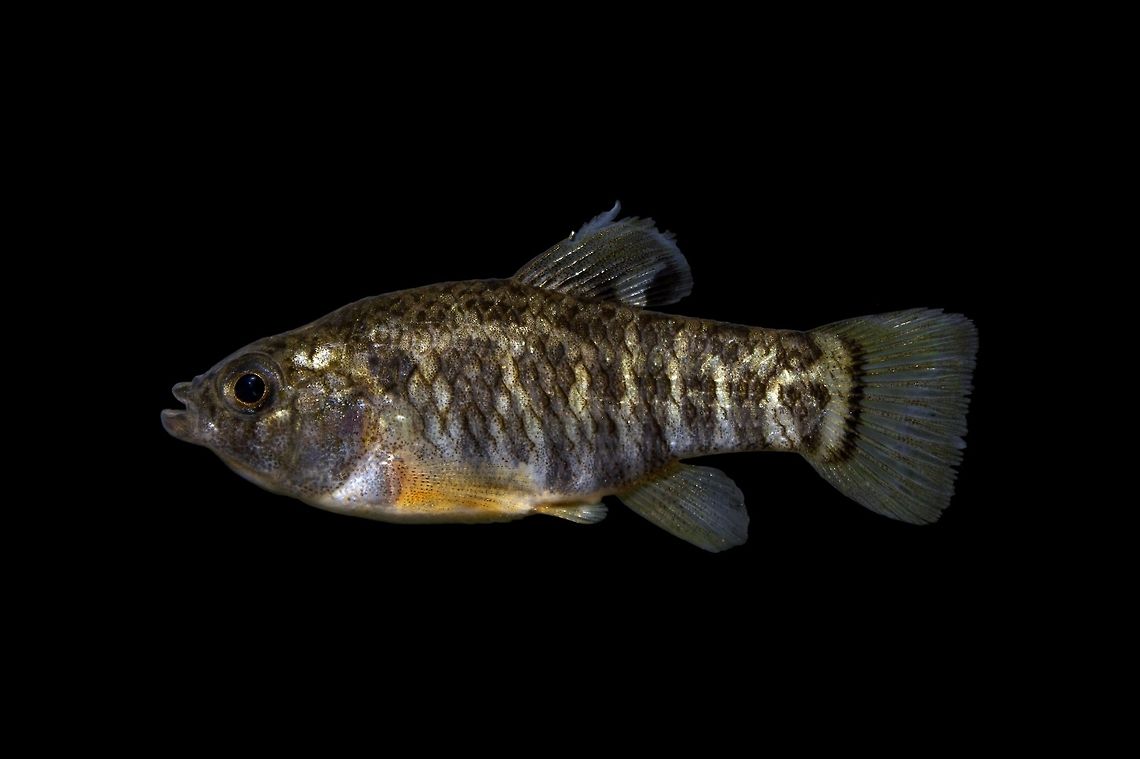 Female Sheepshead Minnow-Saltwater Lagoon, Huntington Beach State Park, South Carolina  Cyprinodon variegatus variegatus,Geotagged,Sheepshead minnow,United States