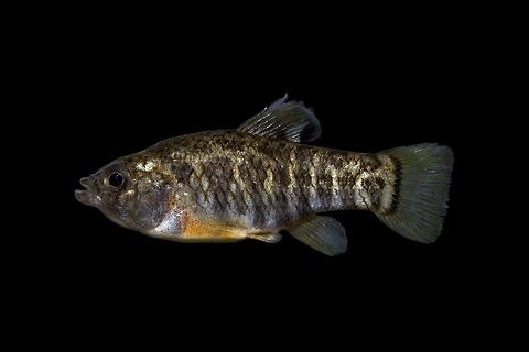 Female Sheepshead Minnow-Saltwater Lagoon, Huntington Beach State Park, South Carolina  Cyprinodon variegatus variegatus,Geotagged,Sheepshead minnow,United States