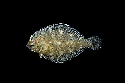 Fringed Flounder