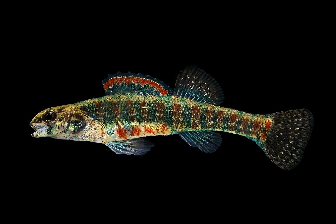 Iowa Darter-Pokagon State Park, Indiana  Etheostoma exile,Geotagged,Iowa darter,United States,Winter