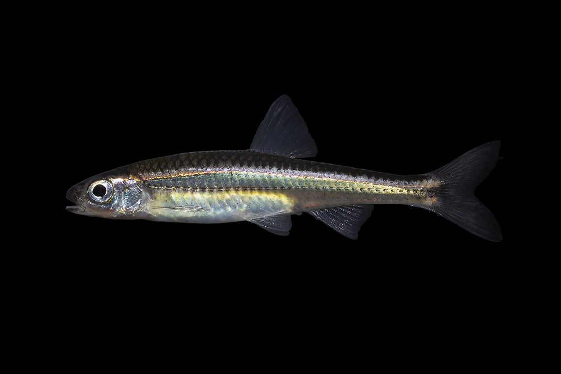 Tennessee Shiner(Non-breeding individual)-Barren River System, Kentucky I have seen lots of images of this species in spawning color, but have yet to see too many shots of them when they aren't colored up. The spawning fish are gorgeous, but unless you time it right, this is what you are likely to come across in the field. Geotagged,Notropis leuciodus,Tennessee shiner,United States,Winter