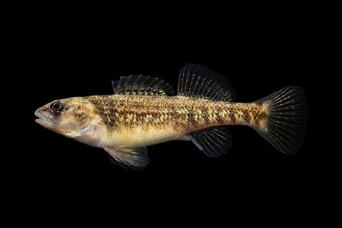 Female Orangethroat Darter-Upper Paint Creek Drainage, Ohio  Etheostoma spectabile,Geotagged,Orangethroat darter,United States,Winter