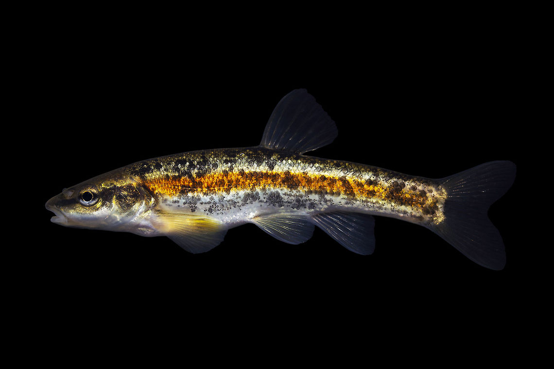 Western Blacknose Dace-Sheed Creek, Lower Great Miami Drainage, Ohio  Geotagged,Rhinichthys obtusus,United States,Western blacknose dace,Winter