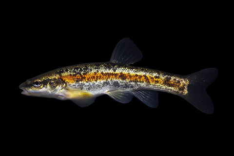 Western Blacknose Dace-Sheed Creek, Lower Great Miami Drainage, Ohio  Geotagged,Rhinichthys obtusus,United States,Western blacknose dace,Winter