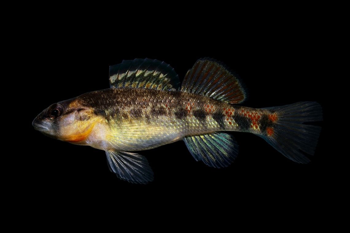 Highland Rim Darter (Etheostoma kantuckeense)-Barren River, Kentucky This Barren River endemic is a member of the Etheostoma spectabile species complex(you can probably tell just from how similar it is to an Orangetheoat). This species was split from E. spectabile in 1997.  Etheostoma kantuckeense,Geotagged,Highland Rim darter,United States,Winter