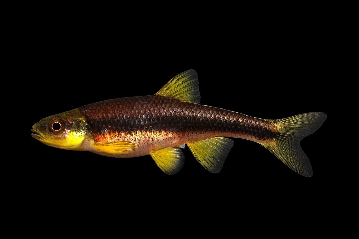 Greenhead Shiner(Captive Individual)-Caught from Broad River Drainage, South Carolina Undescribed Piedmont Shiner(Notropis sp. cf. chlorocephalus) Geotagged,Greenhead shiner,Notropis chlorocephalus,United States,Winter