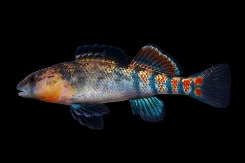 Headwater Darter-Salt River Drainage, Kentucky Member of the Etheostoma spectibile species complex Etheostoma lawrencei,Geotagged,Headwater darter,United States,Winter