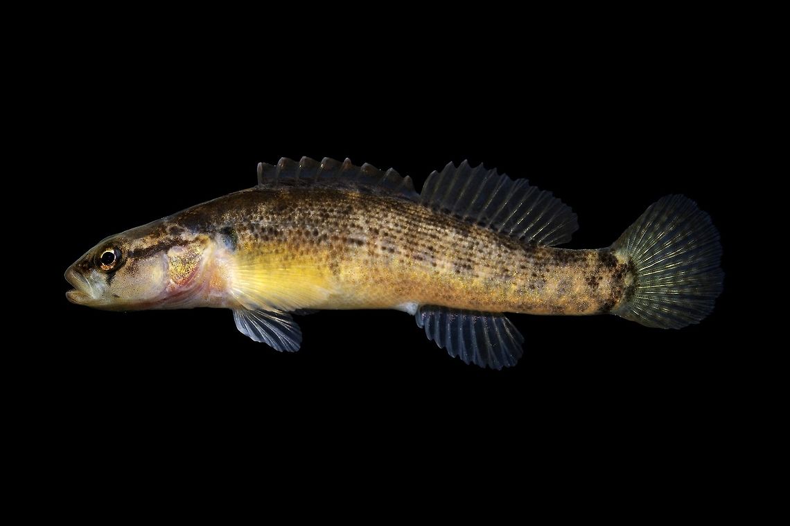 Fantail Darter-Salt River Drainage, Kentucky Variation of E. flabellare from the Salt River drainage, caught alongside Headwater Darters, Southern Redbelly Dace and Creek Chub Etheostoma flabellare,Geotagged,United States,Winter,fantail darter