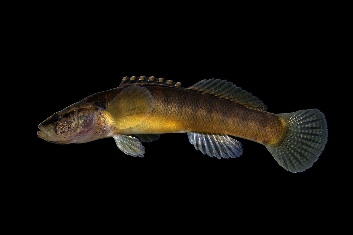 Fantail Darter-Lower Great Miami River Drainage, Ohio Variation of E. flabellare found in SW Ohio. Trautman 1957 refers to this sub-species as the Barred Fantail Darter(E. flabellare flabellare)  Etheostoma flabellare,Geotagged,United States,Winter,fantail darter