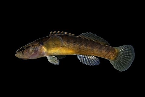 Fantail Darter-Lower Great Miami River Drainage, Ohio Variation of E. flabellare found in SW Ohio. Trautman 1957 refers to this sub-species as the Barred Fantail Darter(E. flabellare flabellare)  Etheostoma flabellare,Geotagged,United States,Winter,fantail darter