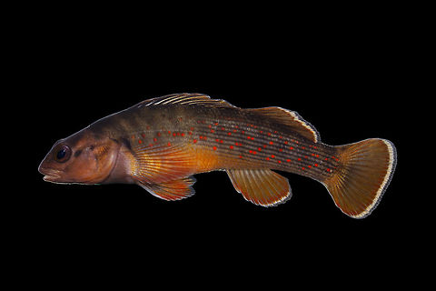 Bluebreast Darter (Young Male)-Big Darby Creek, Scioto River Drainage,Ohio While it lacks the "blue breast" typically seen on males of this species,  the red spots along the side were too gorgeous to pass up photographing this fish Bluebreast darter,Etheostoma camurum,Geotagged,United States,Winter